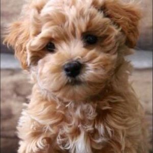 Meet your Posher, Sage